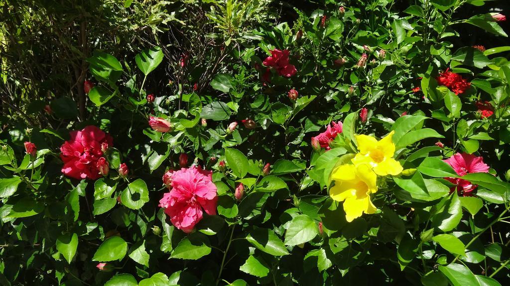 Bed And Breakfast Maison Papaye La Gaulette Εξωτερικό φωτογραφία
